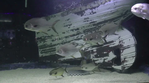 Aquarium design Stock Footage 34659252