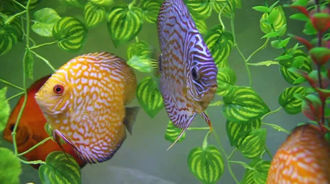 Aquarium with Discus Stock Footage 32249526