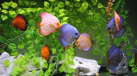 Aquarium with Discus Stock Footage 32249614