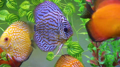 Aquarium with Discus Stock Footage 32249619