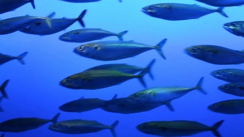 Aquarium displaying a fish Video stock 97361496