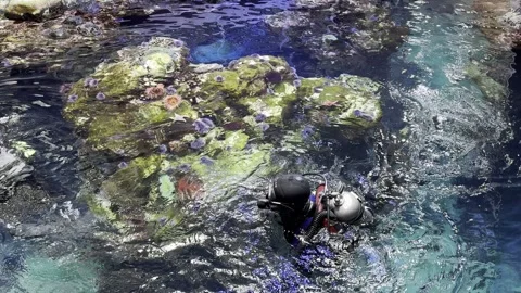 Aquarium divers Stock Footage 264613488