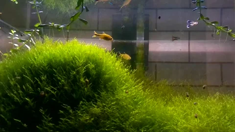 Aquarium ecosystem without pump Stock Footage 241655988