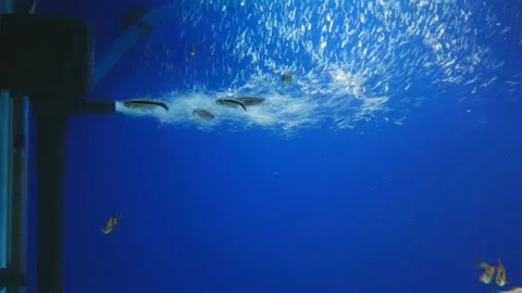 Aquarium filter pumping oxygen into a fish tank creating air bubbles Stock Footage 130295557