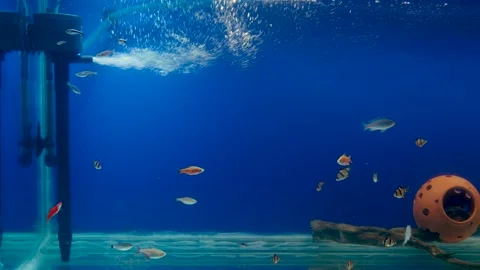 Aquarium filter pumping oxygen into a fish tank creating air bubbles whilst d Stock Footage 130296072