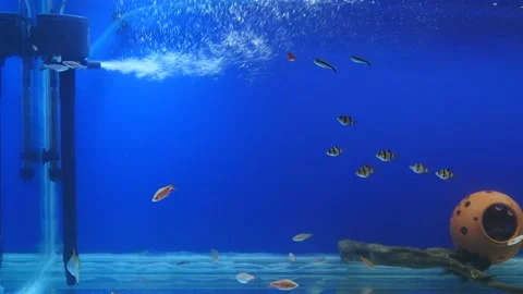 Aquarium filter pumping oxygen into a fish tank creating air bubbles whilst d Stock Footage 130296214