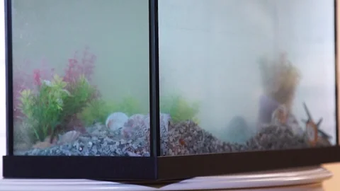 Aquarium with fish is broken Stock Footage 102190694