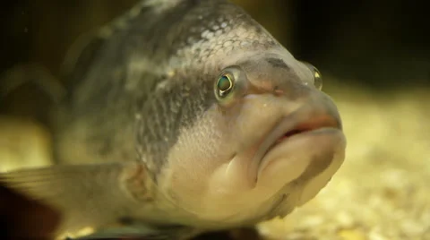 Aquarium fish close-up 11 Video stock 40801196