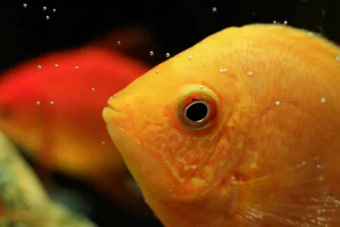 Aquarium fish close-up Stock Photos