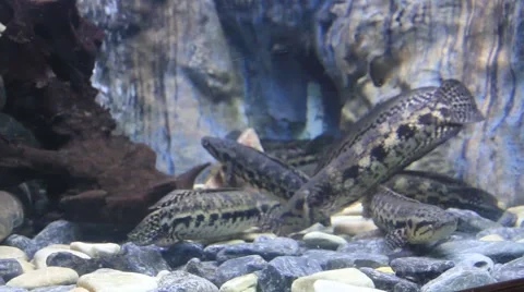 Aquarium fish closeup. Video stock 48627498