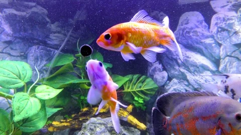 Aquarium Fish, Common Goldfish | Stock Video | Pond5