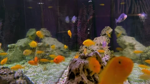 Aquarium fish of different shapes and sizes Stock Footage 287051954