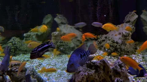 Aquarium fish of different shapes and sizes Stock Footage 287051956