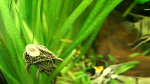 Aquarium - fish Видео 773101