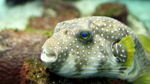 Aquarium - fish Видео 773108