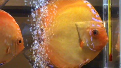 Aquarium fish Stock Footage