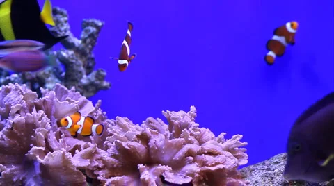 Aquarium Fish Stock Footage