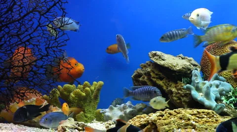 Aquarium Fish Stock Footage 1217195