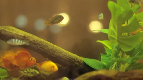 Aquarium fish Stock Footage 2567685