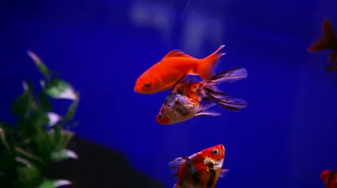 Aquarium fish 動画素材 2599009