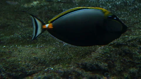 Aquarium fish Vidéo 2847594