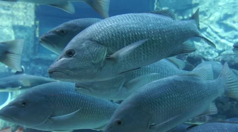 Aquarium Fish Stock Footage 3633326