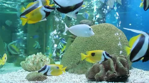 Aquarium fish Video stock 21432607