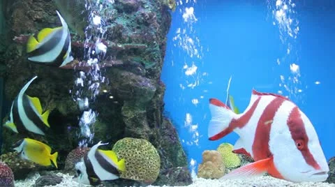Aquarium fish Stock Footage 21901020
