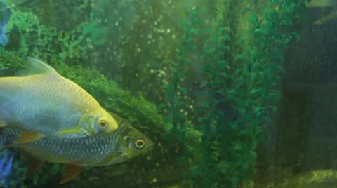 Aquarium fish Stock Footage 25583959