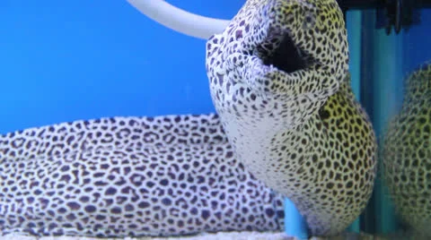 Aquarium fish Stock Footage 25632239