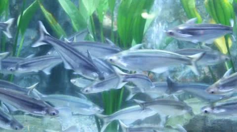 Aquarium fish Stock Footage 25743629