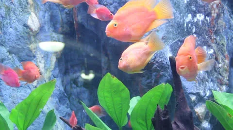 Aquarium fish Stock Footage 25746012