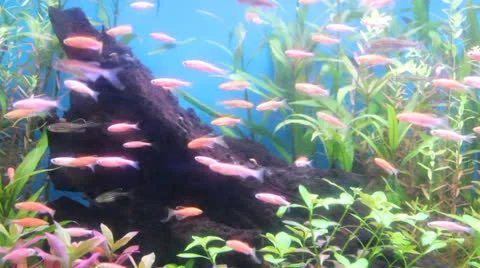 Aquarium fish Stock Footage 25746526