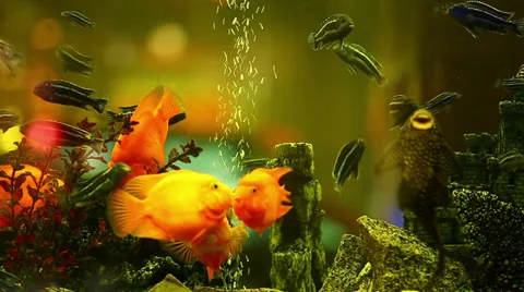 Aquarium fish Stock Footage 31335462