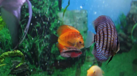 An aquarium with fish Video stock 32860238