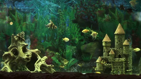 Aquarium Fish Stock Footage 33976720