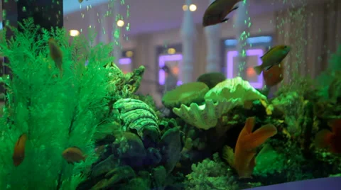 Aquarium Fish Stock-Footage 37039889