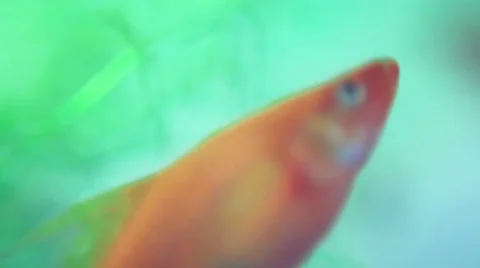 Aquarium fish Stock Footage 41463312
