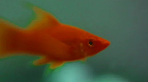 Aquarium fish Vídeo Stock 42951040