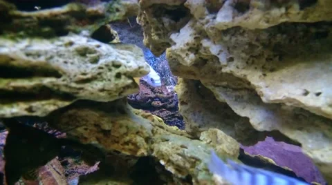 Aquarium fish Stock Footage 49525096