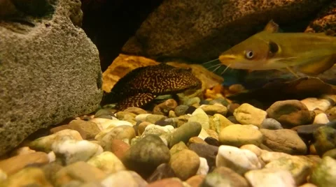 Aquarium fish 库存影片 49525155