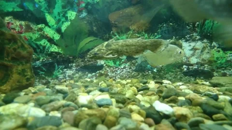 Aquarium fish Stock Footage 49525171