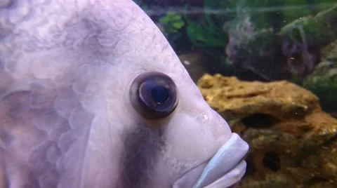 Aquarium fish Stock Footage 49525176