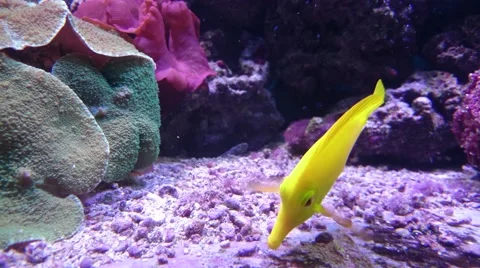 Aquarium fish Stock Footage 49525202