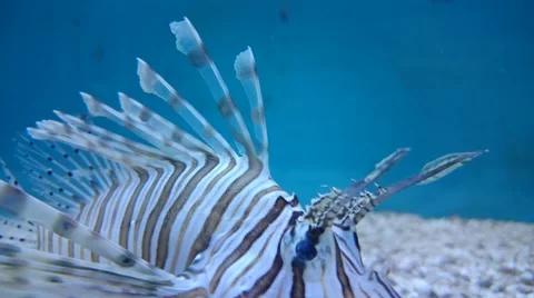 Aquarium fish Stock Footage 49525442