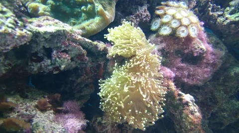 Aquarium fish Stock Footage 49525450