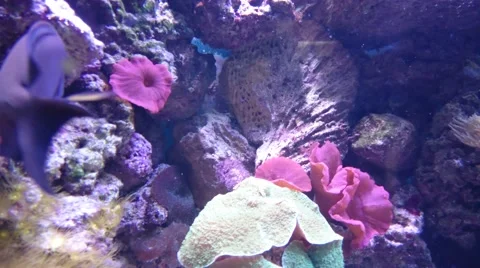 Aquarium fish Stock Footage 49525456