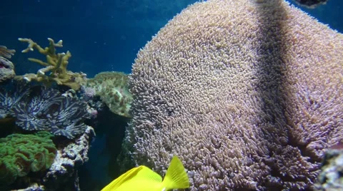 Aquarium fish Stock Footage 49525467