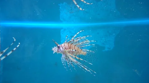 Aquarium fish Stock Footage 49525481