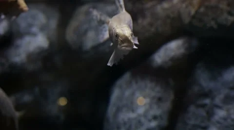 Aquarium Fish Stock Footage 50541312